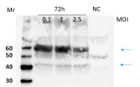 AUX1 | Auxin transporter protein 1 (rabbit antibody) in the group Antibodies for Plant/Algal  / Hormones / Biosynthesis/regulation at Agrisera AB (Antibodies for research) (AS16 3159)